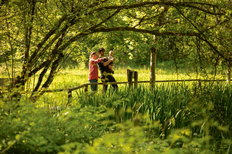 Picknicken am Bolligerweiher – Lebensraum vieler Pflanzen- und Vogelarten