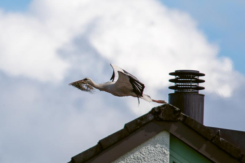 Der Weissstorch weiss schon, wo’s schön ist